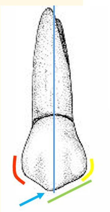 <p>Name the tooth and hi-lighted portions</p>