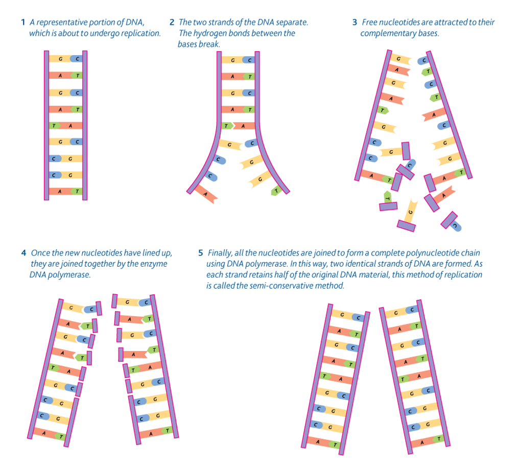 <ol><li><p>Unzipping: separating nucleic acid pairs, usually facilitated by helicases (enzymes/motor proteins)</p></li><li><p>DNA polymerase gathers nucleic acid base pairs to synthesize new DNA</p></li><li><p>The final product: two (hopefully) identical DNA strands</p></li></ol><p></p>