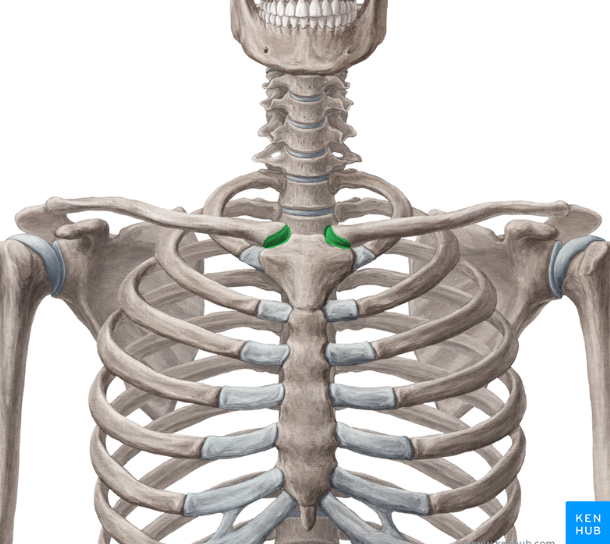 <p>What is the <strong>Green</strong> highlighted joint called?</p>
