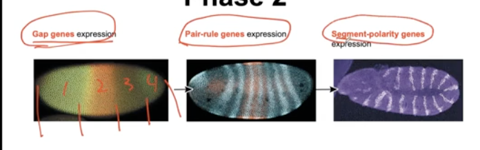 <p>Gap genes, pair-rule genes, and segment-polarity genes</p><ul><li><p>they are all transcription factors</p></li><li><p>get more complicated as the name gets longer</p></li></ul><p></p>