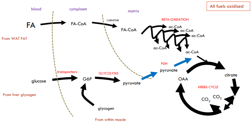 <p>Now limits on speed of oxidation of blood glucose: rate of supply and transport from blood cannot keep up while fatty acids still going as fast as they can.</p><p>So the endogenously stored muscle glycogen start to be broken down.</p>