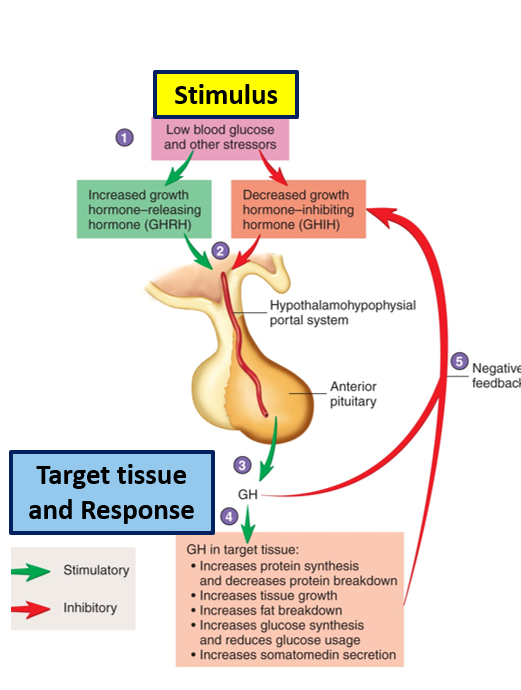 <ul><li><p>Gland: anterior pituitary</p></li><li><p>Type: peptide, water-soluble, membrane receptor</p></li><li><p>Target tissues: all tissues</p></li><li><p>Effects: increase protein synthesis, increase fat breakdown, increase glycogen (glucose storage), increases tissue, bone and cartilage growth</p></li><li><p>Stimulus: <strong>hormonal.</strong> GH-RH, stress, low blood glucose, sleep</p></li><li><p>Regulation: <strong>negative feedback (</strong>GHRH → negative feedback from IGF-1)</p></li></ul><p></p>