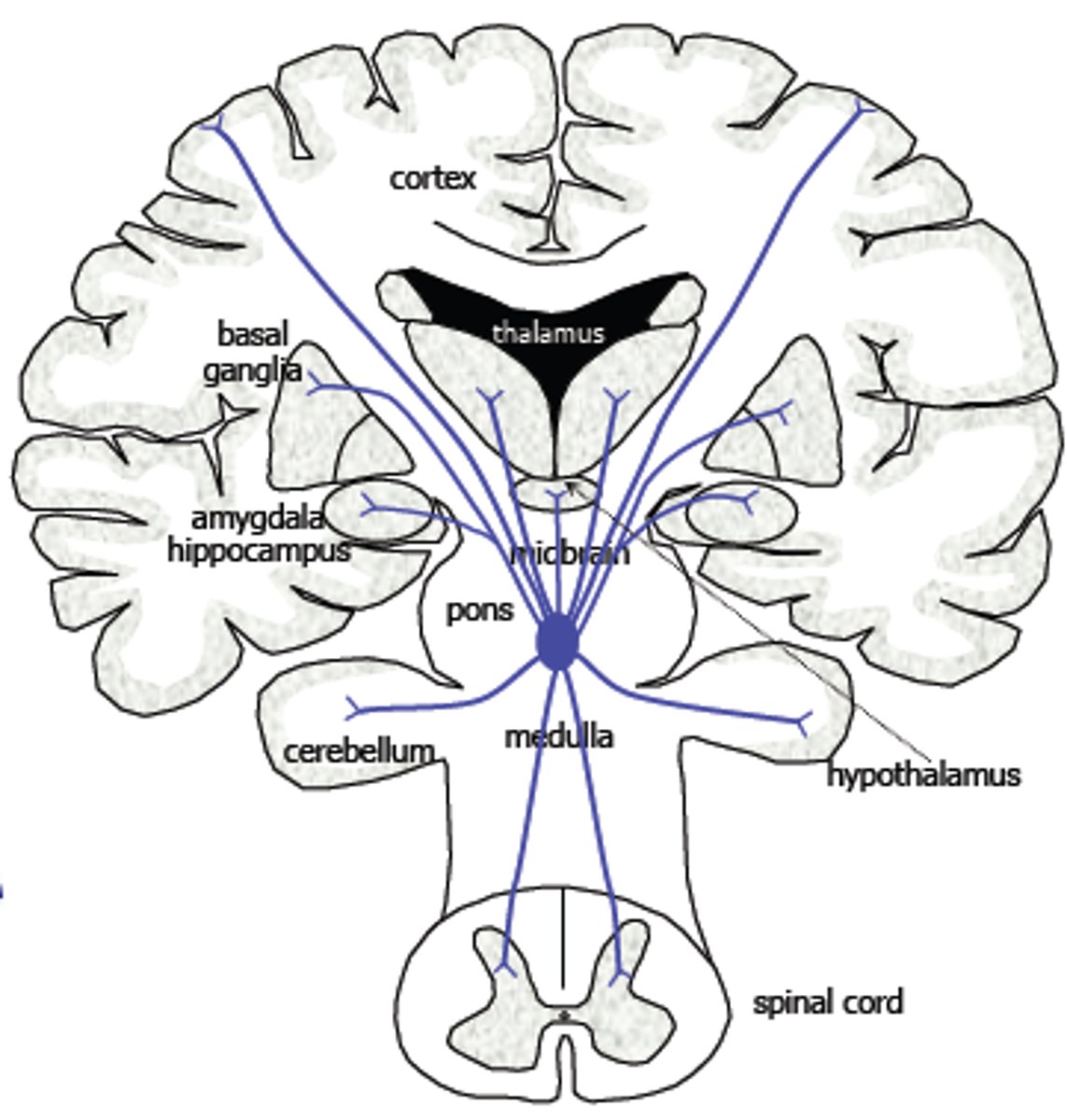 <p>Describes the brain's tendency to change and adapt - functionally and physically - resulting from experience and new learning.</p>