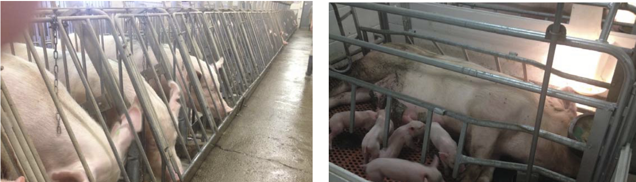 <p>Sows can sit, lay down, or stand up. They may be able to walk a few steps back and forth. However, they do not have enough room to turn around. Also makes sure that piglets are not crushed by sow (separate resting area).</p><p>Allows producers to have control over feed intake and disease transmission. However, the pigs are locked in this confinement for 4 months. They cannot move to avoid manure/wet regions/aggressive neighbors.</p><p>Sows have very little autonomy/control over their own situations; leads to distress and aggression. They perform abnormal behaviours in this type of confinement.</p><p>Includes: <strong>gestation stalls</strong> and <strong>farrowing crates</strong> (for lactation sows - sows with piglets).</p>