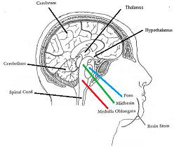 <p>Medulla oblongata</p><ul><li><p>Lowest part (enlarged upward extension of spinal cord)</p></li></ul><p>Pons&nbsp;“bridge"</p><ul><li><p>Connects medulla oblongata with surface of cerebrum (cerebral cortex)</p></li></ul><p>Midbrain</p><ul><li><p>near the centre of the brain</p></li></ul><p></p>
