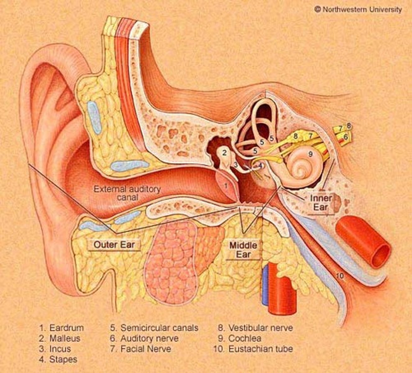 <p>(Sense of) hearing; inner ear</p>