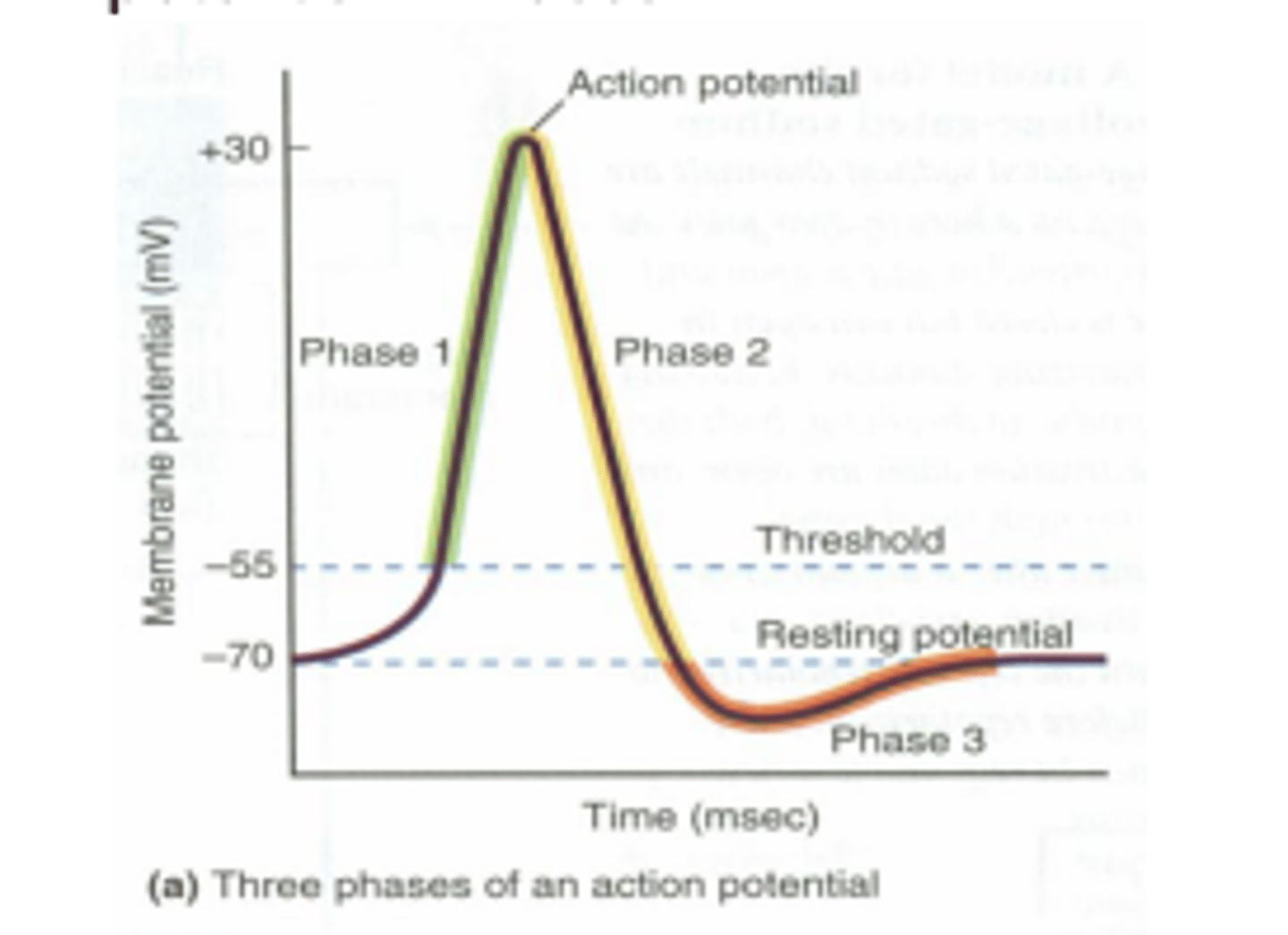 <p>A certain drug has the property of preventing voltage-gated potassium channels from</p><p>opening. If this drug is applied to an axon, what changes in the amplitude of depolarization (phase 1) and in the time course of repolarization (phase 2) of the action potential will occur to Amplitude of AP Repolarization and phase of AP ?</p><p>A larger faster</p><p>B larger unchanged</p><p>C larger delayed</p><p>D unchanged faster</p><p>E unchanged unchanged</p><p>F unchanged delayed</p><p>G smaller faster</p><p>H smaller unchanged</p><p>I smaller delayed</p>