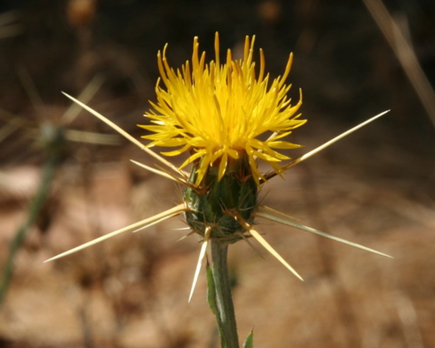 <p>Centaurea solstitialis (Asteraceae)</p>