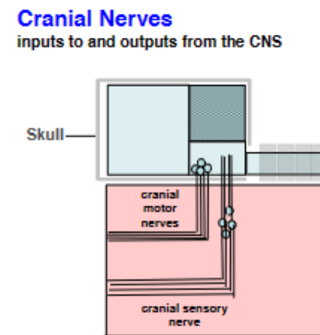 <p>Cranial  nerves  are  classified  as  either  sensory,  motor,  or  mixed</p>