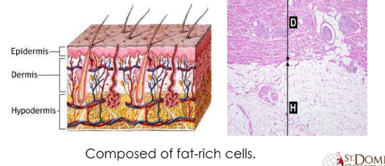 <ul><li><p><strong>Epidermis:</strong> The outermost layer of skin, composed of multiple layers of epithelial cells.</p></li><li><p><strong>Dermis:</strong> The middle layer of skin, containing blood vessels, nerves, hair follicles, and sweat glands.</p></li><li><p><strong>Hypodermis:</strong> The innermost layer of skin, composed of fat-rich cells (adipocytes) that provide insulation and energy storage.</p></li></ul><p></p>