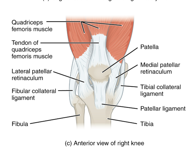 <ul><li><p>contains the patella</p></li><li><p>helps extend the knee with quadriceps femoris muscles</p></li><li><p></p></li></ul><p></p>