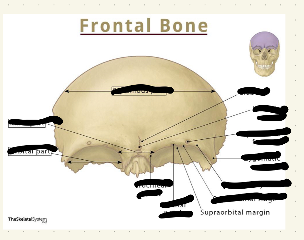 <p>frontal</p>