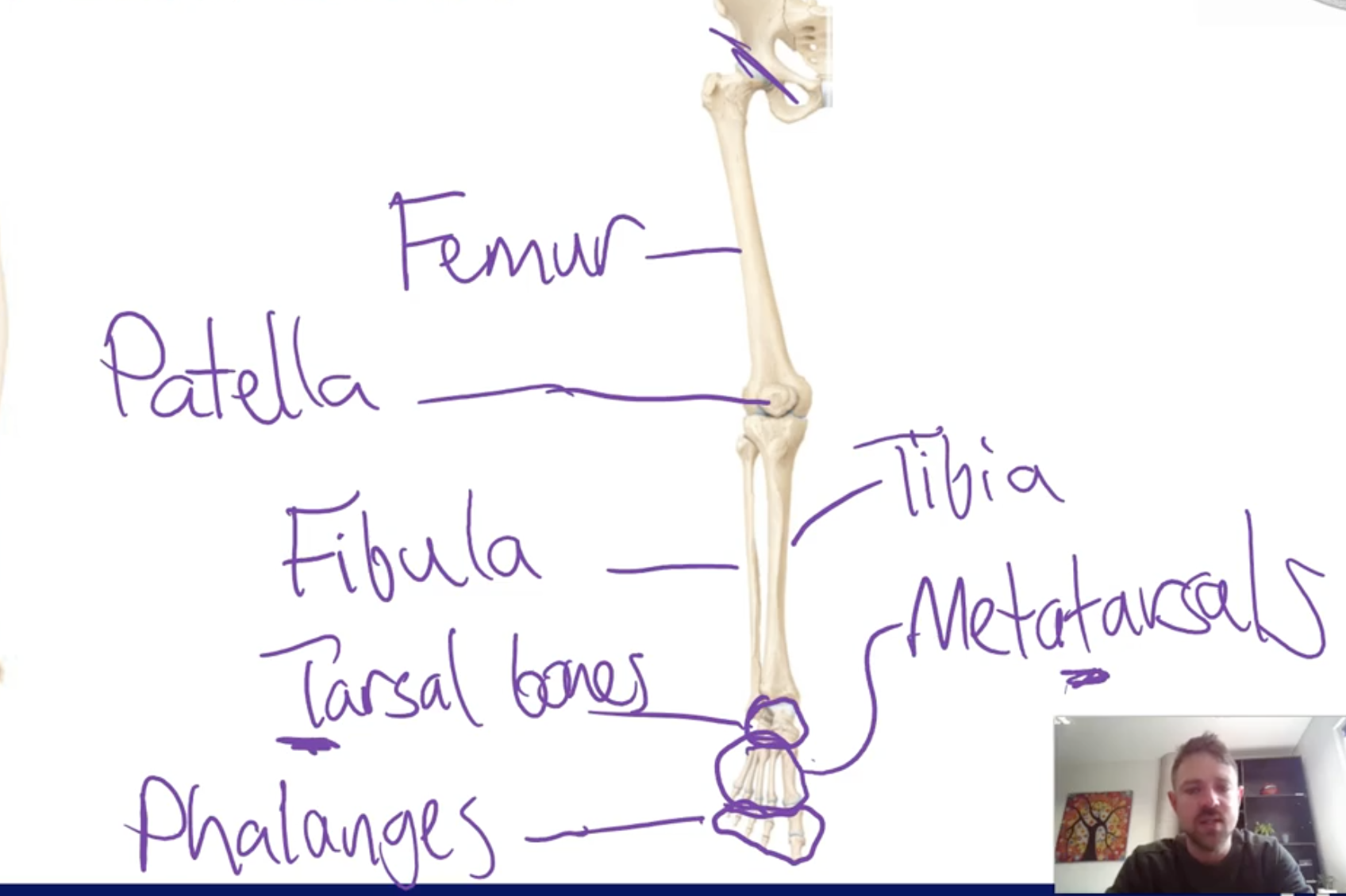 <p>-Thigh bone: Femur</p><p>-Lower leg: Tibia (larger) , Fibula (smaller)</p><p>-Feet bones: Tarsel bones (back foot), metatarsals (mid foot), phalanges (toe bones)</p>
