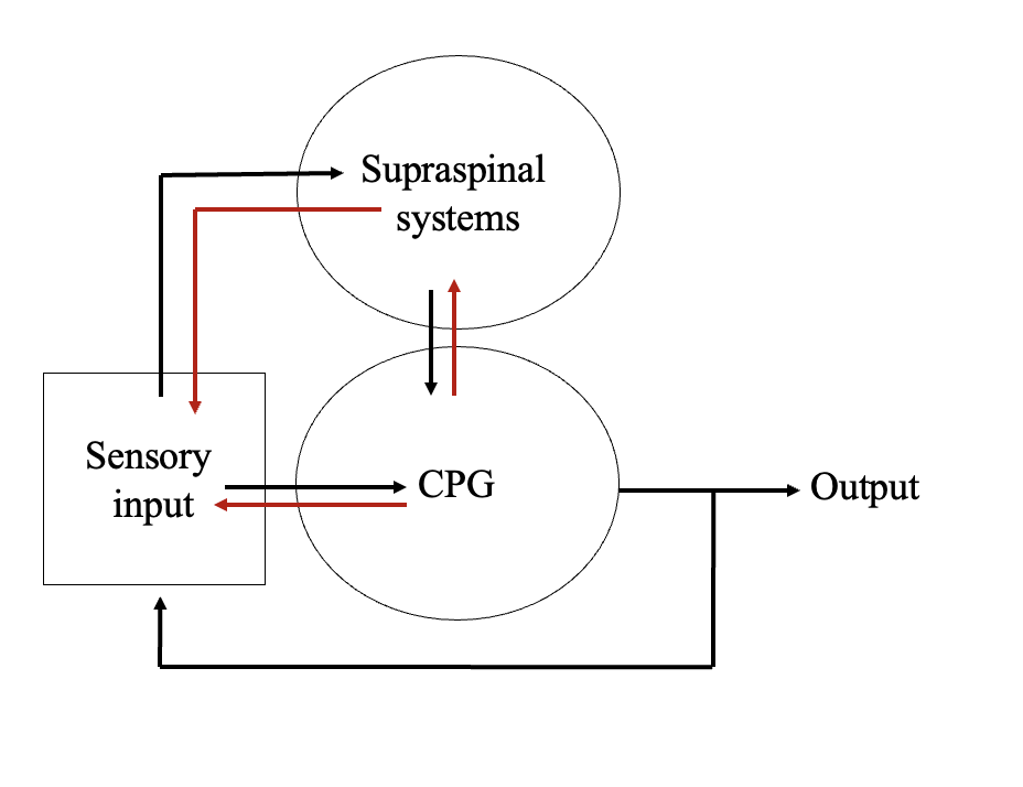 <ul><li><p>Supraspinal ← → Sensory input</p></li><li><p>Supraspinal ← → CPG</p></li><li><p>Sensory input← → CPG</p></li></ul><p></p>