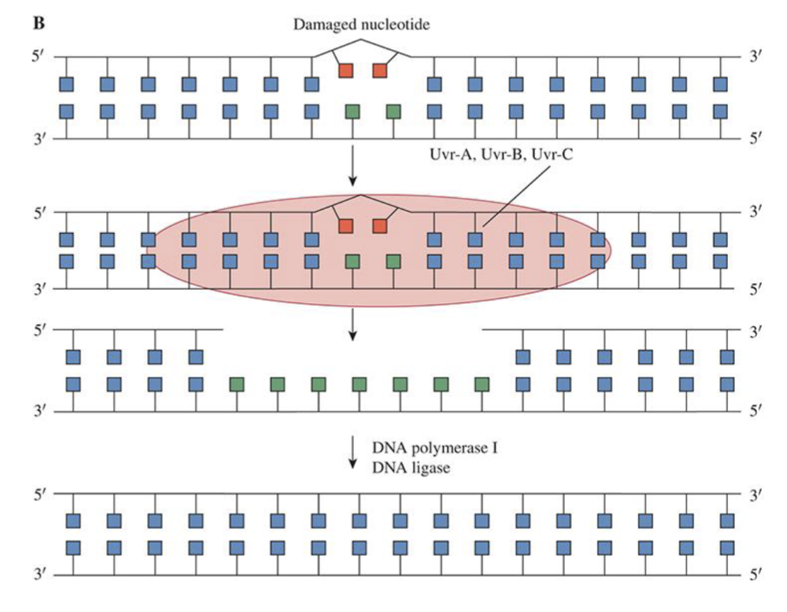 <p>A fragment of nucleotides containing damaged lesion is removed and new DNA strand synthesized using undamaged strand as template </p><p>Applicable for bulky adducts and cross-linking lesions</p>