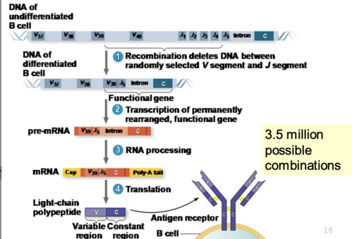 <p>during lymphocyte maturation by lymphocyte-specific RAG enzymes that cut and splice DNA</p>