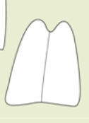 <p>apex</p>