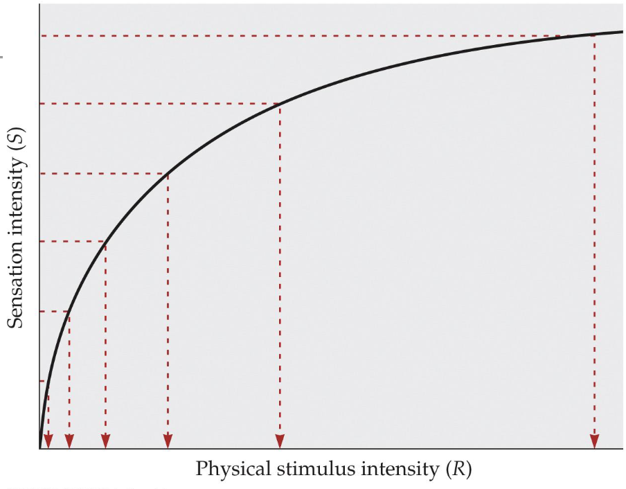 <p>A formalized version of Weber’s Law</p><p>A principle describing the relationship between stimulus magnitude and resulting sensation magnitude such that the magnitude of subjective sensation increases proportionally to the logarithm of the stimulus intensity</p><p>“logarithmic” relationship</p>