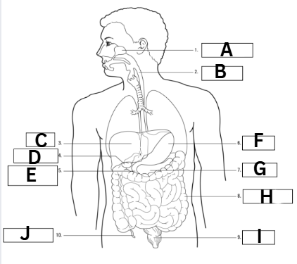 <p>What is “A” is in the diagram?</p>