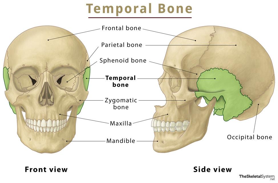 <p>4 important structures, including the zygomatic process, external auditory meatus, styloid and mastoid processes, and meet the parietal bone at the squamous suture.</p>