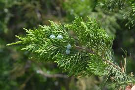 <p><span>Evergreen shrub or tree with scale-like or needle-like green to blue-green leaves. Used ornamentally and for hedges.</span></p>