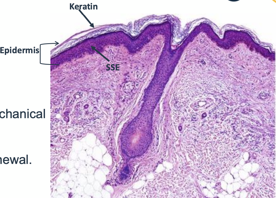 <p>• Dermis = dense irregular connective tissue.</p><p>• Contains collagen, elastic fibers, fibroblasts.</p><p>• Provides tensile strength, elasticity, support for epidermis.</p>