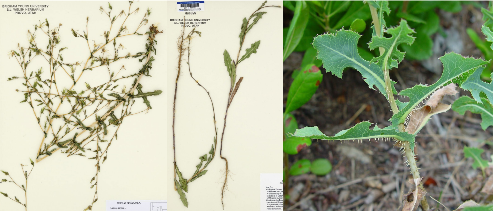 <p>Spines on leaf veins &amp; edges</p><p>leaves get smaller closer to top </p>