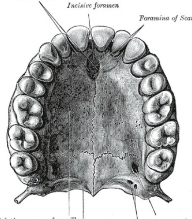 <p>kaulinis gomurys</p>