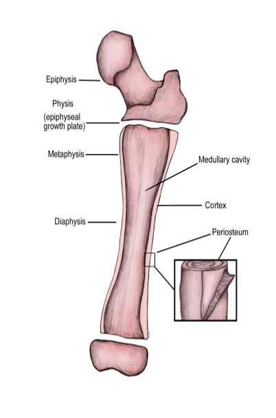 <p><strong>Review your bone anatomy</strong></p>