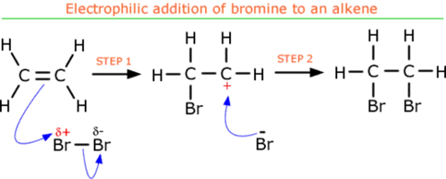 <p>1. a dipole is formed as the bromine approaches the electrons in the carbon double bond (which repels the electrons in the bromine bond, causing an induced dipole)</p><p>2. the electron pair in the pi bond is attracted to the positive bromine, and so breaks the pi bond and forms a bond with one of the carbons and a bromine</p><p>3. this leaves a carbocation (+ charge) and a negatively charged bromine ion, and the carbocation attracts the bromine ion</p><p>4. the bromine ion bonds with the carbocation, forming 1,2-dibromopropane</p>