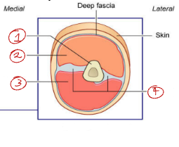 <p>Label this diagram showing the compartments of the arm.</p>