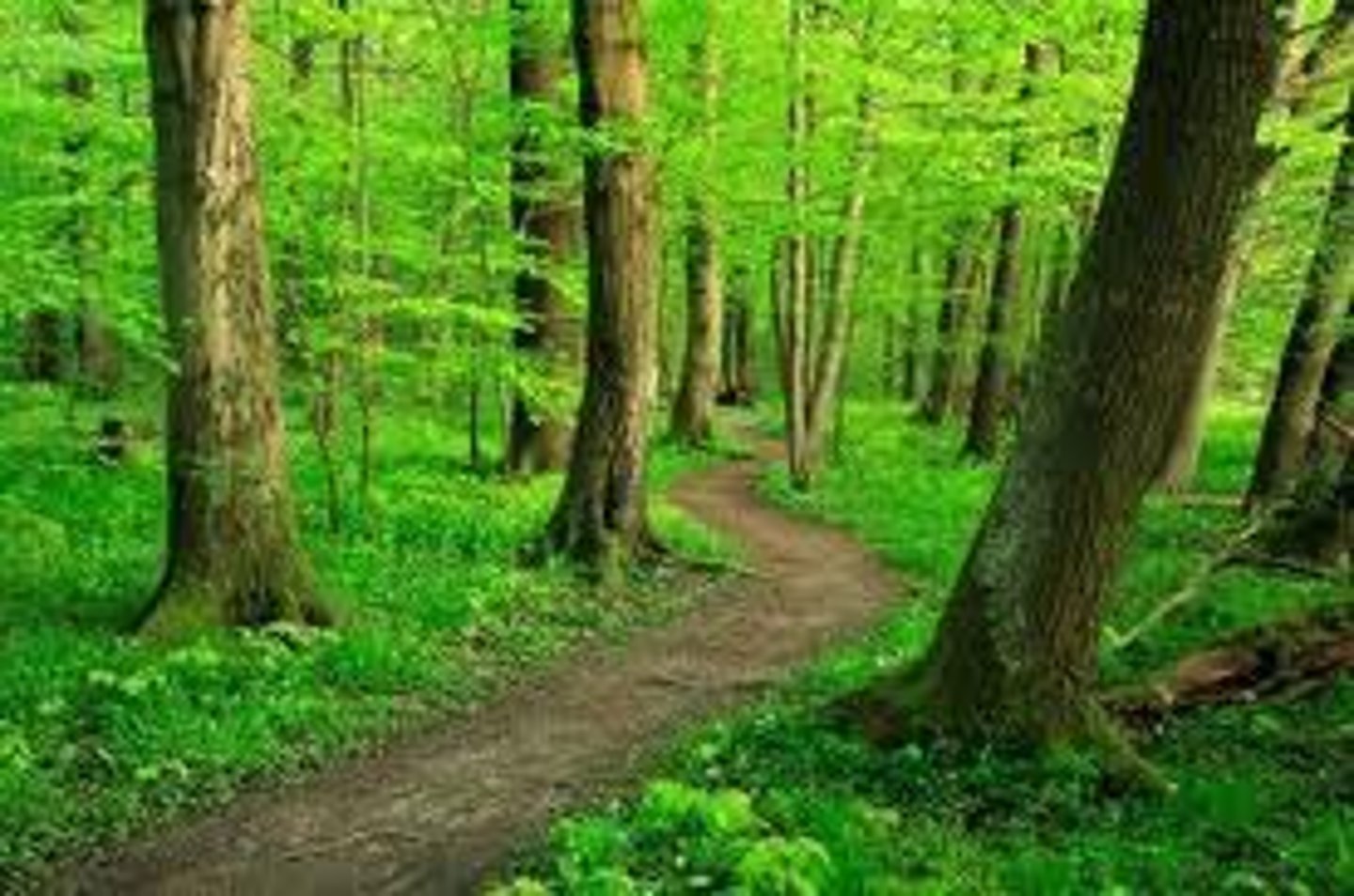 <p>un sentier</p>