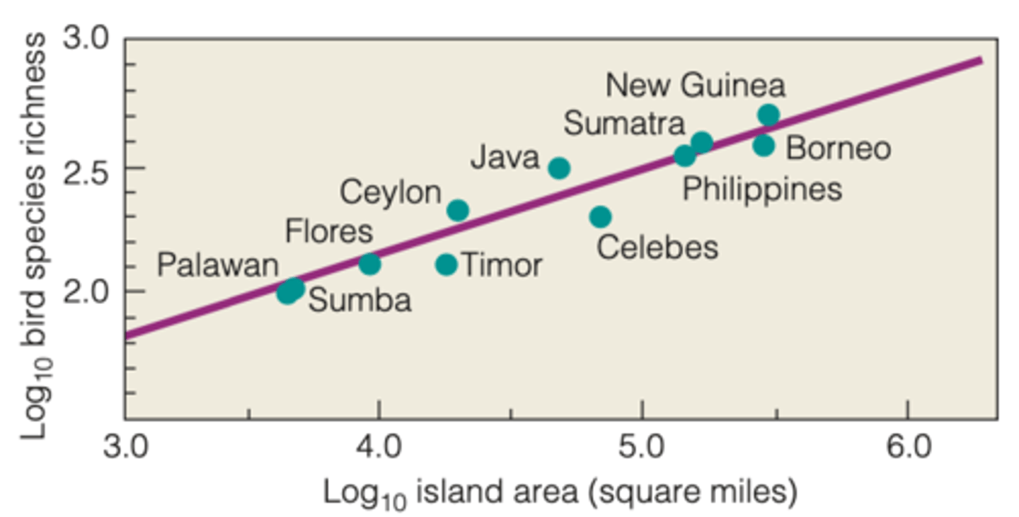 <p>WHAT IS IT</p><p>- a theory that was used to explain patterns of species richness on islands</p><p>----------------</p><p>OBSERVATIONS FROM THEORY</p><p>- large islands hold more species than small islands</p>