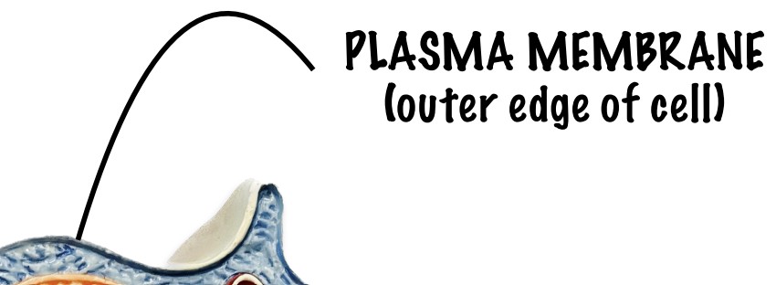 <p>What separates the inside of cell (cytosol) from extracellular fluid?</p>