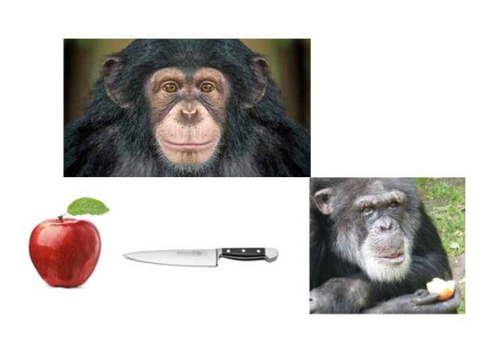 <p>Decribe chimps and <strong>Lexicon</strong> → unique human component of Language (4)</p>