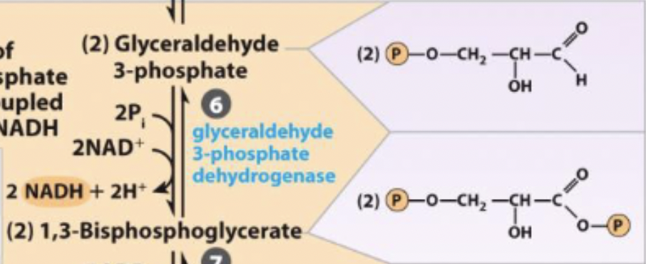 <p>Glyceraldehye 3-phosphate +. inorganic phosphate + NAD<sup>+</sup> ←→ 1,3-Biphosphoglycerate + NADH + H<sup>+</sup></p>
