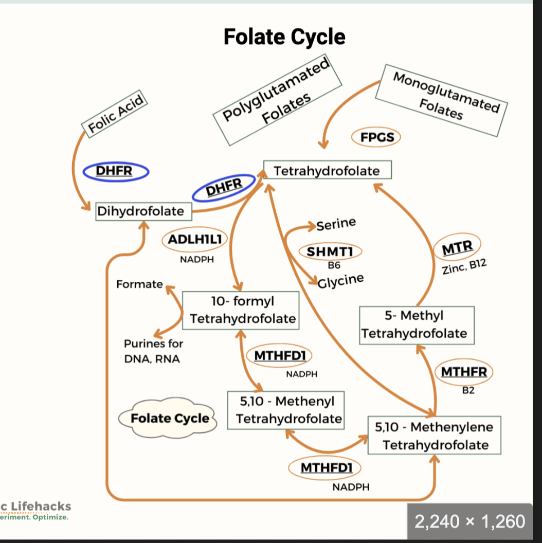 <ul><li><p><span>Without vitamin B12, THF becomes trapped as N5‑methyl‑FH4 (MTHF).</span></p></li><li><p><span>This causes shortage of usable folate coenzyme forms → inhibition of DNA synthesis.</span></p></li><li><p><span>Vitamin B12 deficiency leads to secondary folate deficiency.</span></p></li><li><p><span>Homocysteine accumulates → homocystinuria.</span></p></li></ul><p></p>