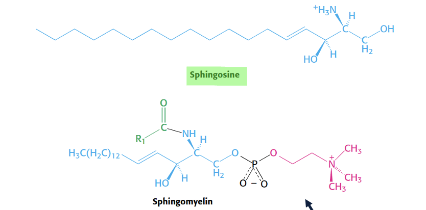 <p>ceramide + phosphocoline head = sphingomylien </p><p>hydrophic tail (sphingosine + fatty acid chain at amino site)</p><p>phosphocholine polar head </p><ul><li><p>major membrane lipid in mylin sheath </p></li></ul><p></p>
