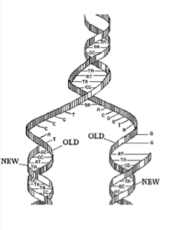 <p>Replication</p>