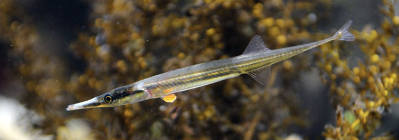 <p>Family Aulorhynchidae</p>