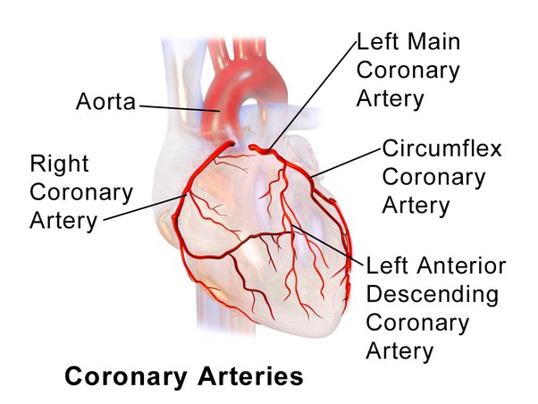 <p>Supplies the heart with blood, coronary arteries bring blood to myocardium of the heart, form anastomoses</p>