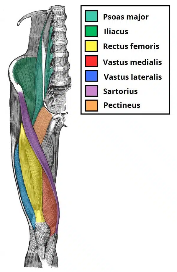 <p>Extend lower limb at knee joint, collectively innervated by femoral nerve ( l2-l4) and receivet arterial supplt from femoral artery </p>