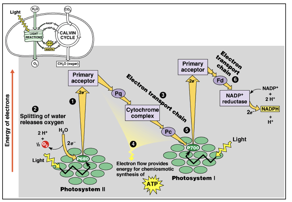 <p>PSII:</p><ol><li><p>absorption of light energy and photoionisation</p></li><li><p>photolysis of water</p></li><li><p>e<sup>-</sup> transfer along the e<sup>- </sup>transport chain and chemiosmotic synthesis of ATP&nbsp;</p></li></ol><p></p><p>PSI:</p><ol start="4"><li><p>e<sup>-</sup> transfer along the e<sup>- </sup>transport chain and chemiosmotic synthesis of ATP</p></li></ol><p></p><p>overall final step: reduction of NADP → NADPH</p><p></p>