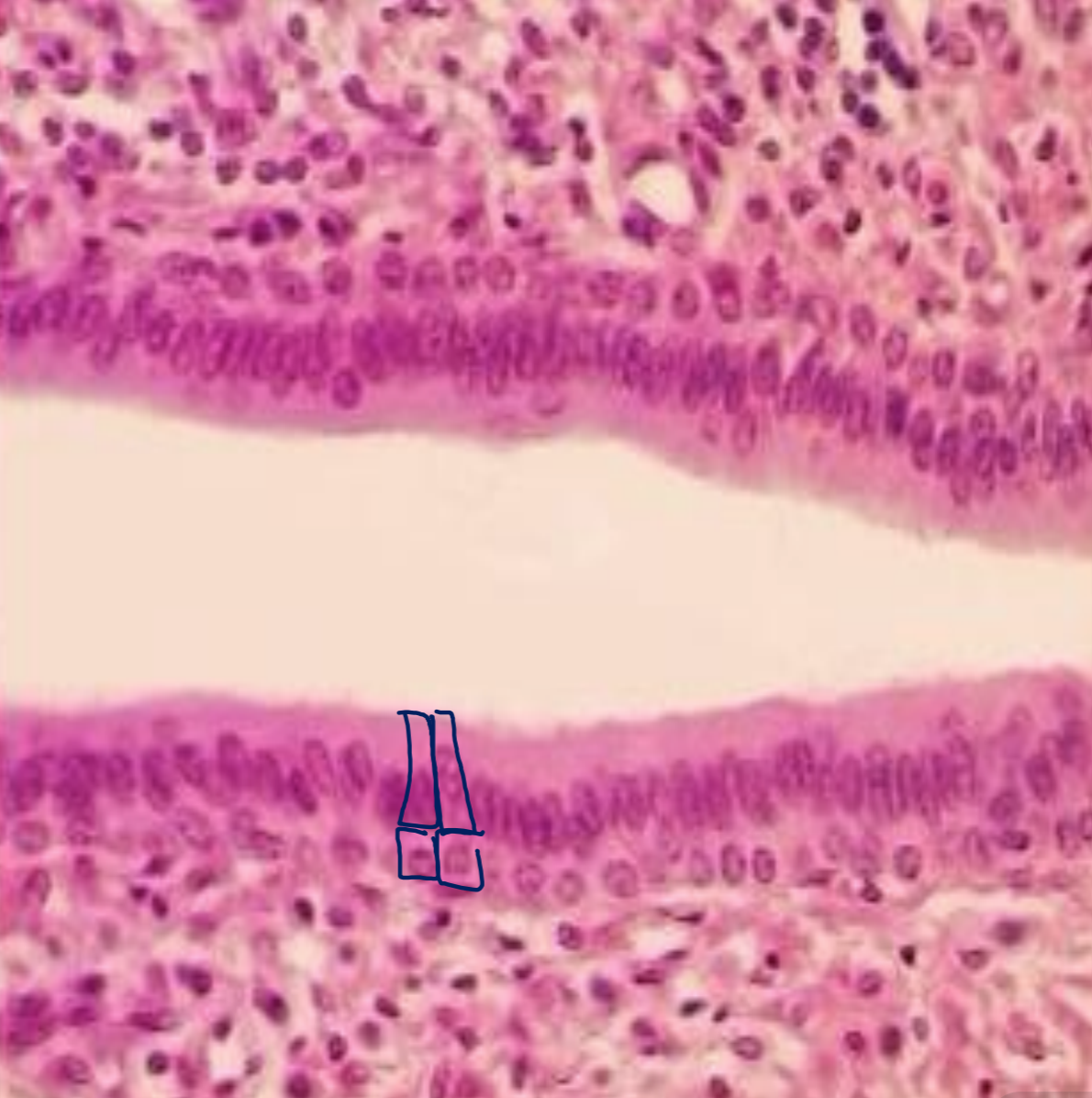 <p>what tissue is depicted in the image</p>