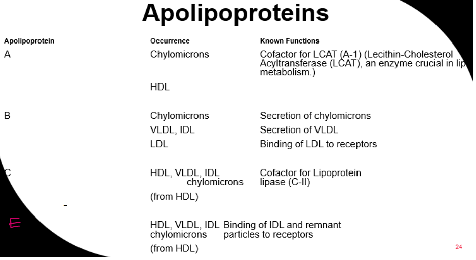 <ol><li><p>A</p></li><li><p>B</p></li><li><p>C</p></li><li><p>E</p></li></ol><p></p>