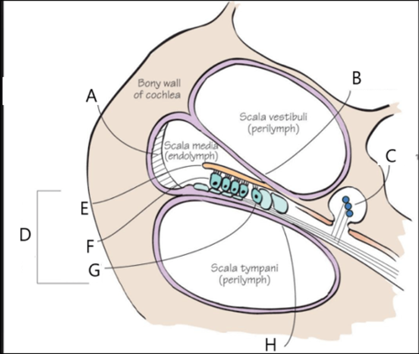 <p>Cochlea: Identify E, F, G, and H.</p>