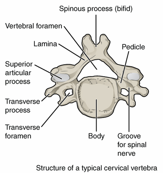 <p>body: small</p><p>vertebral foramen: large and triangular</p><p>spinous process: short, point posteriorly</p><p>transverse foramen: yes</p>