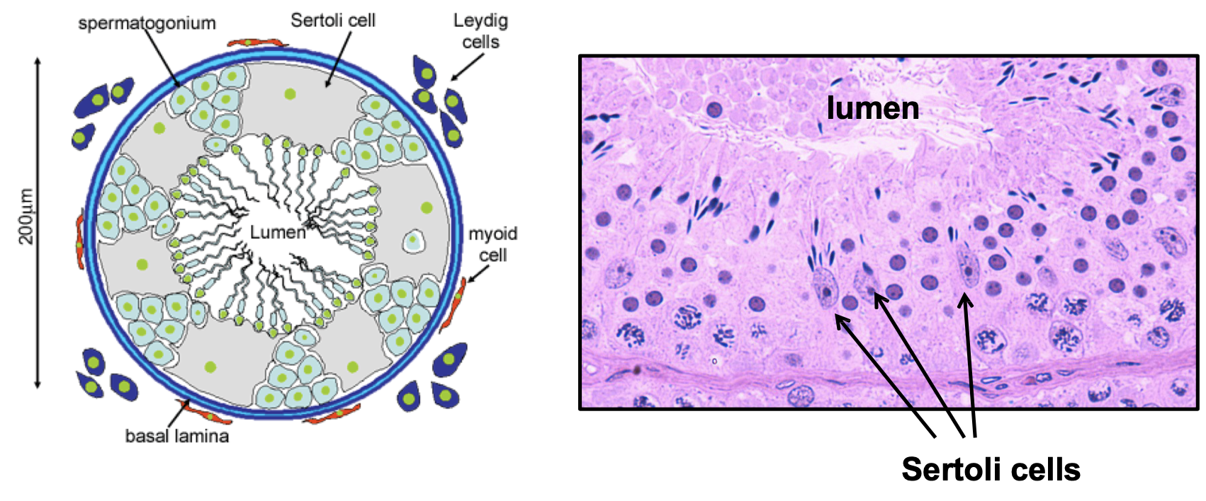 * Provide structural and metabolic support to the developing sperm cells
* A single Sertoli cell extends from the basement membrane to the lumen of the seminiferous tubule