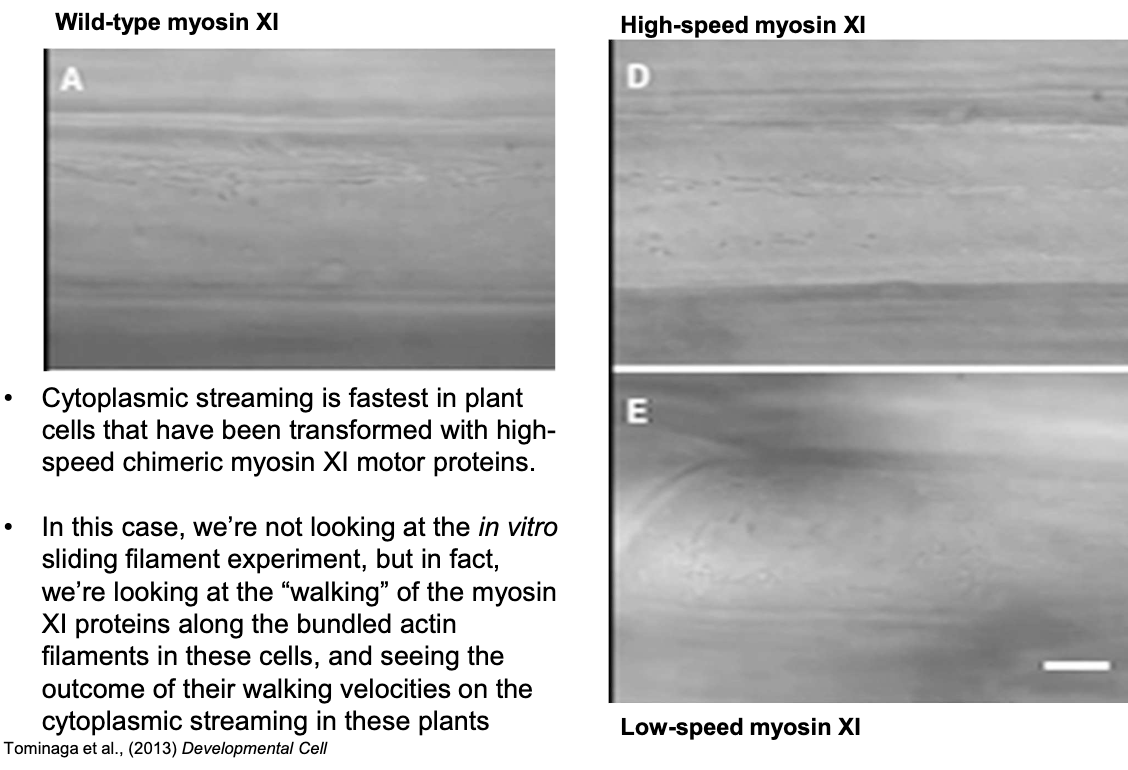 <p>High-speed myosin XI plants show the fastest cytoplasmic streaming due to faster myosin motor domain “walking” on actin.</p>