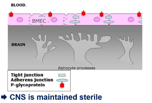 <ol><li><p>endothelial cells (BMECs) form a <strong>tight barrier</strong> b/w blood and CNS-tissue</p></li><li><p>tight junctions stop paracellular flux</p></li><li><p><strong>pinocytosis</strong>&nbsp;allows transfer of material from blood to brain</p></li><li><p>P-glycoprotein pumps and actively ejects undesired substances</p></li></ol><p></p>